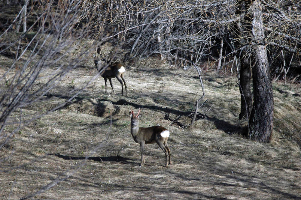 Il Capriolo